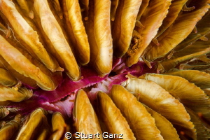 Mushroom coral opening up by Stuart Ganz 